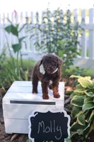 Molly, a female Poodle - Standard  for sale in Fayette, NY – Photo 3 of 4