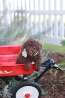 Molly, a female Poodle - Standard  for sale in Fayette, NY – Photo 4 of 4