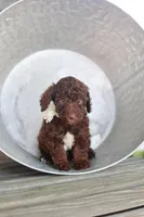 Molly, a female Poodle - Standard  for sale in Fayette, NY – Photo 2 of 4