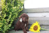 Molly, a female Poodle - Standard  for sale in Fayette, NY – Photo 1 of 4