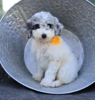 Honey, a female Sheepadoodle for sale in Fayette, NY – 1 of 5