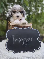Trigger, a male Sheepadoodle for sale in Fayette, NY – 4 of 5