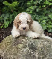 Connor, a male Bernedoodle for sale in Fayette, NY – 4 of 6