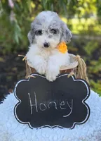 Honey, a female Sheepadoodle for sale in Fayette, NY – 3 of 5