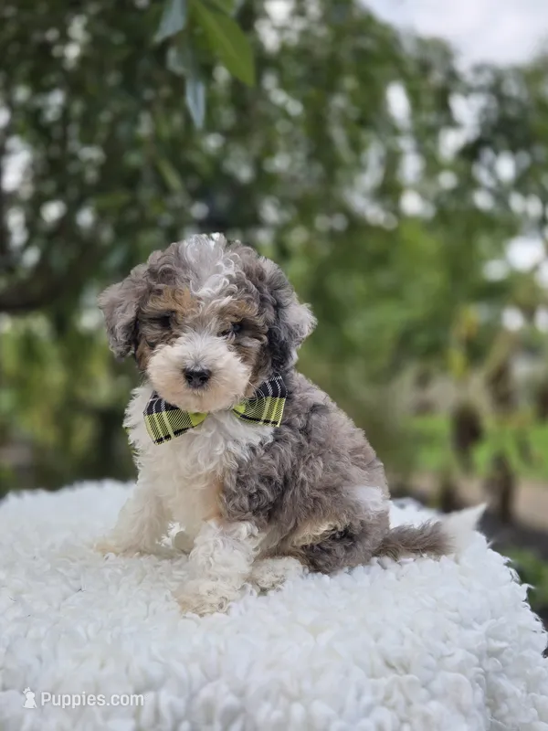 Tommy – Sheepadoodle puppy for sale in Fayette, NY