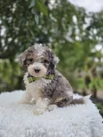 Tommy, a male Sheepadoodle for sale in Fayette, NY – 1 of 4