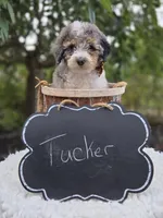 Tucker, a male Sheepadoodle for sale in Fayette, NY – 2 of 6
