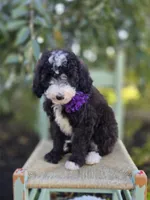 Haley, a female Sheepadoodle for sale in Fayette, NY – 1 of 7