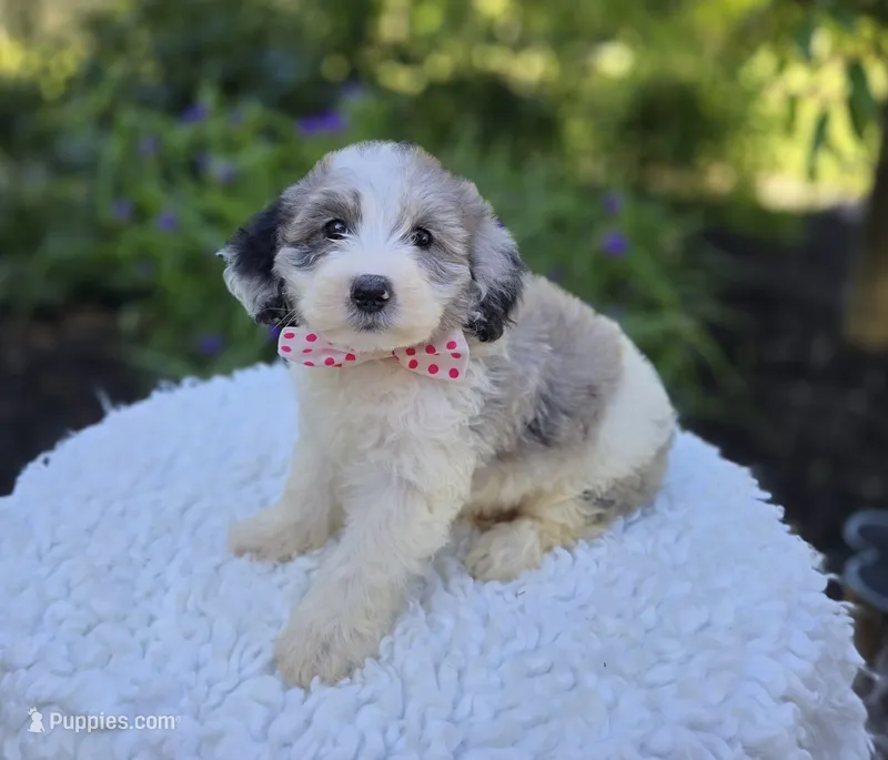 Trish – Sheepadoodle puppy for sale in Fayette, NY