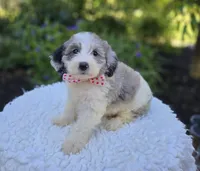 Trish, a female Sheepadoodle for sale in Fayette, NY – 1 of 4