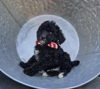 Todd, a male Sheepadoodle for sale in Fayette, NY – 3 of 4
