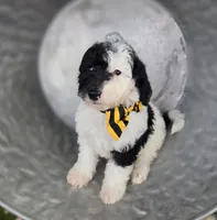 Jinx, a male Sheepadoodle for sale in Fayette, NY – 3 of 7