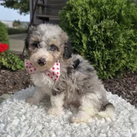 Jess, a female Sheepadoodle for sale in Fayette, NY – 6 of 7