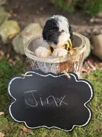 Jinx, a male Sheepadoodle for sale in Fayette, NY – 4 of 7