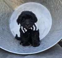 Theo, a male Sheepadoodle for sale in Fayette, NY – 1 of 4