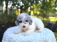 Honey, a female Sheepadoodle for sale in Fayette, NY – 2 of 5