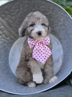 Holly, a female Sheepadoodle for sale in Fayette, NY – 3 of 5