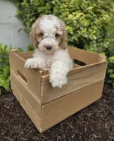 Connor, a male Bernedoodle for sale in Fayette, NY – 6 of 6