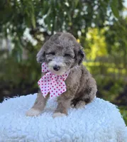 Holly, a female Sheepadoodle for sale in Fayette, NY – 4 of 5