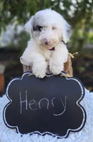 Henry, a male Sheepadoodle for sale in Fayette, NY – 3 of 4