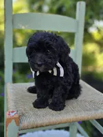 Theo, a male Sheepadoodle for sale in Fayette, NY – 4 of 4