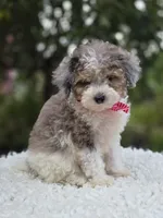 Trish, a female Sheepadoodle for sale in Fayette, NY – 5 of 5
