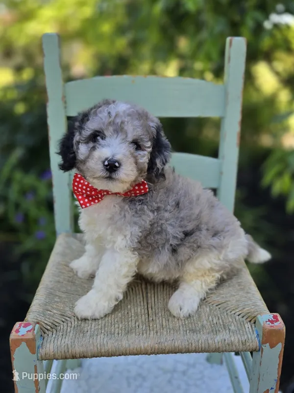 Trevor – Sheepadoodle puppy for sale in Fayette, NY