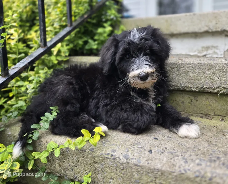 Smiley – Sheepadoodle puppy for sale in Fayette, NY