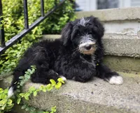 Smiley, a male Sheepadoodle for sale in Fayette, NY – 1 of 9