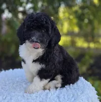 Harper, a female Sheepadoodle for sale in Fayette, NY – 7 of 7
