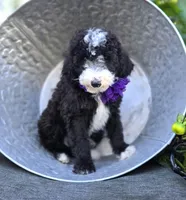 Haley, a female Sheepadoodle for sale in Fayette, NY – 4 of 7