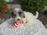 Jake, a male Sheepadoodle for sale in Fayette, NY – 4 of 8