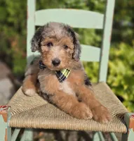Jasper, a male Sheepadoodle for sale in Fayette, NY – 6 of 6