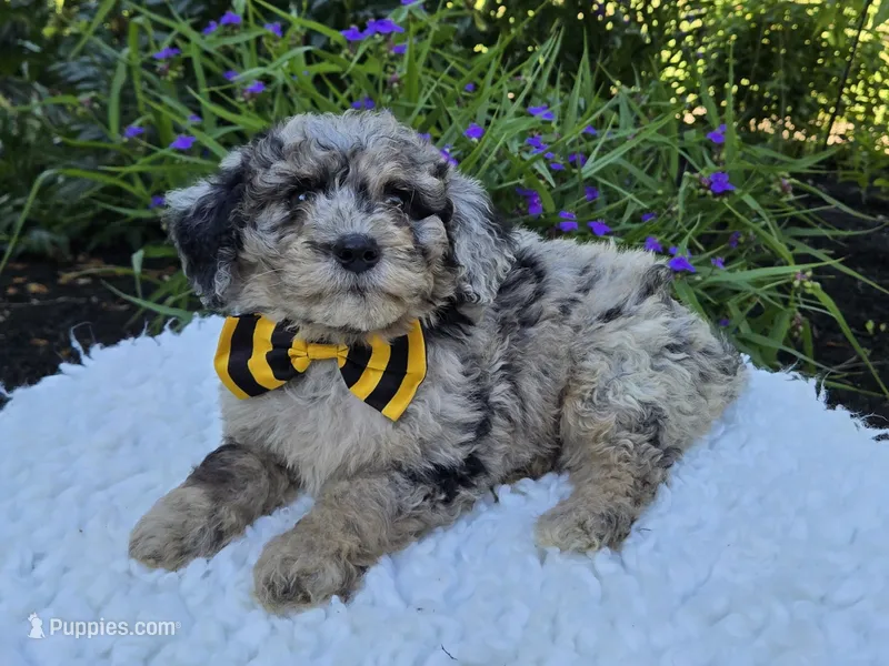 Tommy – Sheepadoodle puppy for sale in Fayette, NY