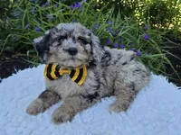 Tommy, a male Sheepadoodle for sale in Fayette, NY – 1 of 4
