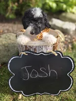 Josh, a male Sheepadoodle for sale in Fayette, NY – 7 of 8