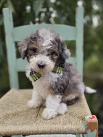 Tommy, a male Sheepadoodle for sale in Fayette, NY – 3 of 4