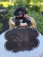 Todd, a male Sheepadoodle for sale in Fayette, NY – 4 of 4