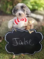 Jake, a male Sheepadoodle for sale in Fayette, NY – 5 of 8
