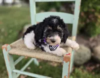 Joy, a female Sheepadoodle for sale in Fayette, NY – 3 of 5