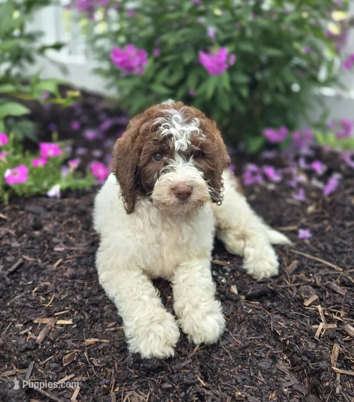 Callie – Bernedoodle puppy for sale in Fayette, NY