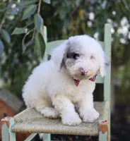 Henry, a male Sheepadoodle for sale in Fayette, NY – 2 of 4