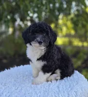 Harper, a female Sheepadoodle for sale in Fayette, NY – 1 of 7