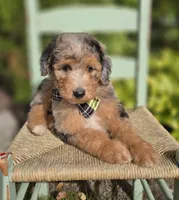 Jasper, a male Sheepadoodle for sale in Fayette, NY – 3 of 6