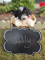 Jolly, a female Sheepadoodle for sale in Fayette, NY – 3 of 4