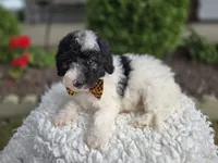 Josh, a male Sheepadoodle for sale in Fayette, NY – 3 of 8