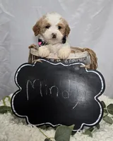 Mindy, a male Sheepadoodle for sale in Fayette, NY – Photo 6 of 6