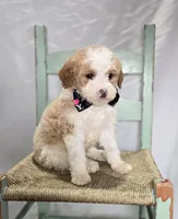 Mindy, a male Sheepadoodle for sale in Fayette, NY – Photo 4 of 6