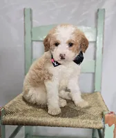Mindy, a male Sheepadoodle for sale in Fayette, NY – Photo 1 of 6