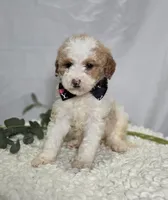 Mindy, a male Sheepadoodle for sale in Fayette, NY – Photo 2 of 6